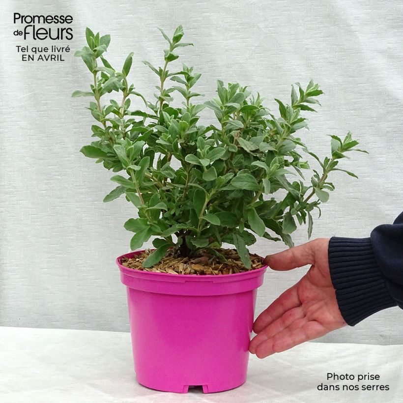 Example of Cistus pulverulentus Sunset - Ciste pulvérulent Pot de 2L/3L as you get in printemps
