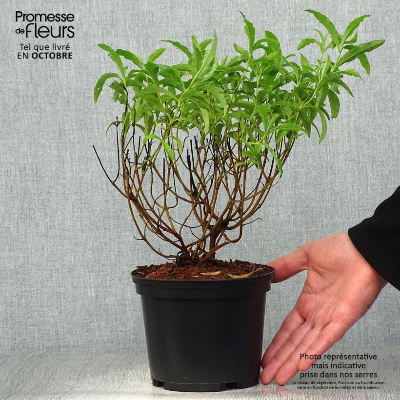 Spécimen de Cistus purpureus Betty Taudevin - Ciste pourpre Pot de 2L/3L tel que livré en automne