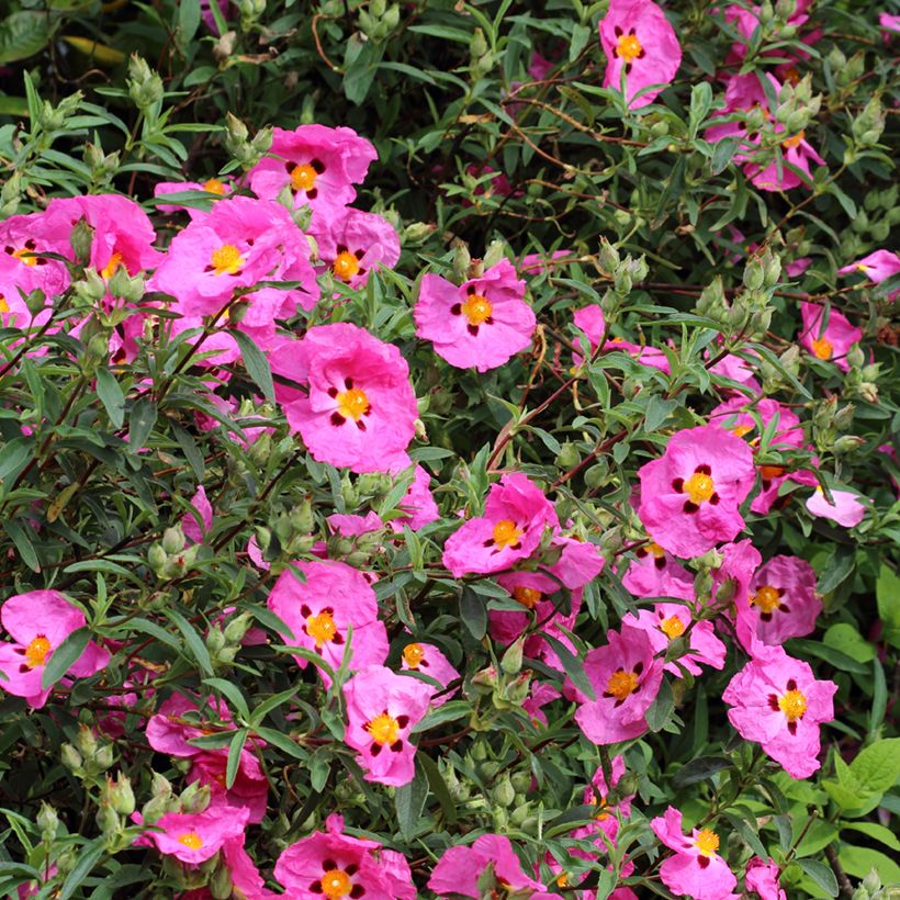 Cistus purpureus - Ciste pourpre (Flowering)