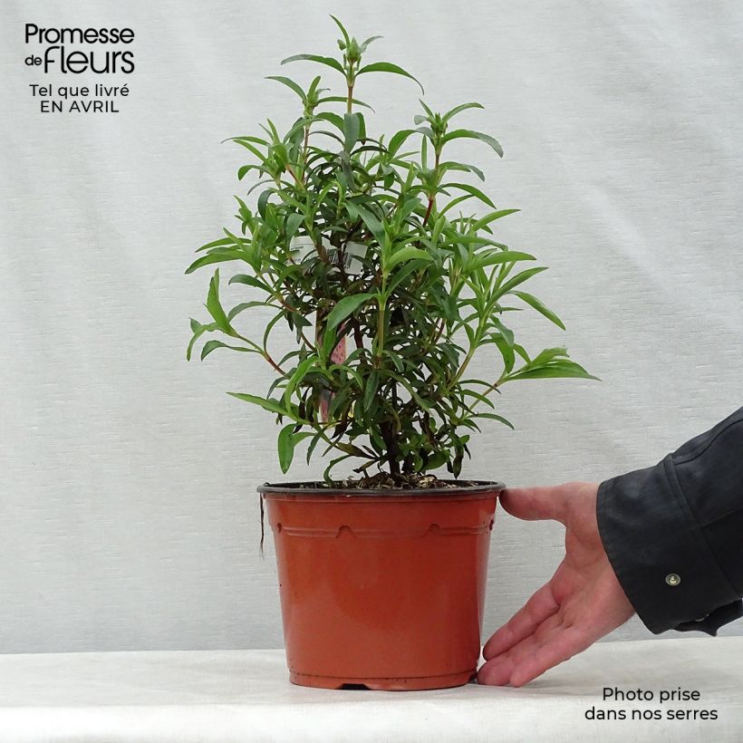 Example of Cistus purpureus - Ciste pourpre Pot de 2L/3L as you get in printemps