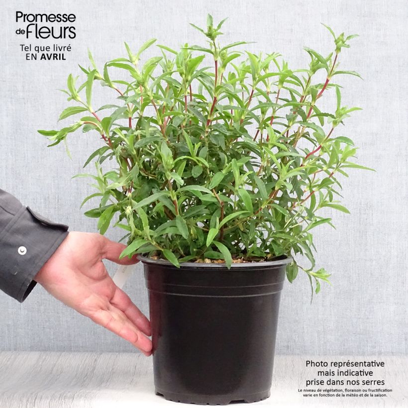 Example of Cistus purpureus - Ciste pourpre Pot de 4L/5L as you get in printemps