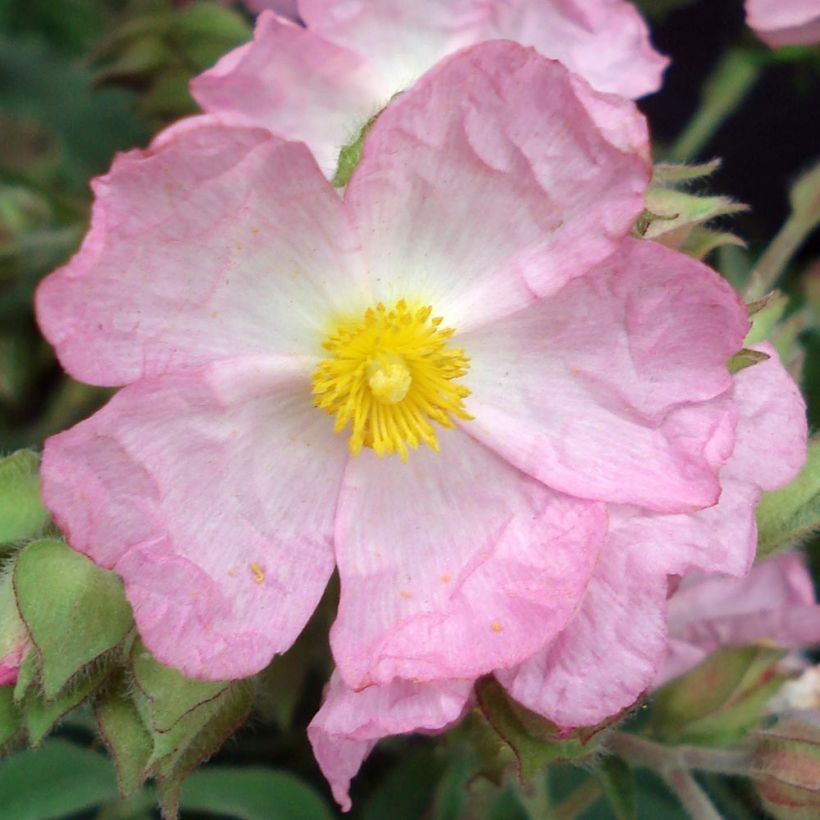 Ciste Silver Pink - Cistus argenteus (Flowering)