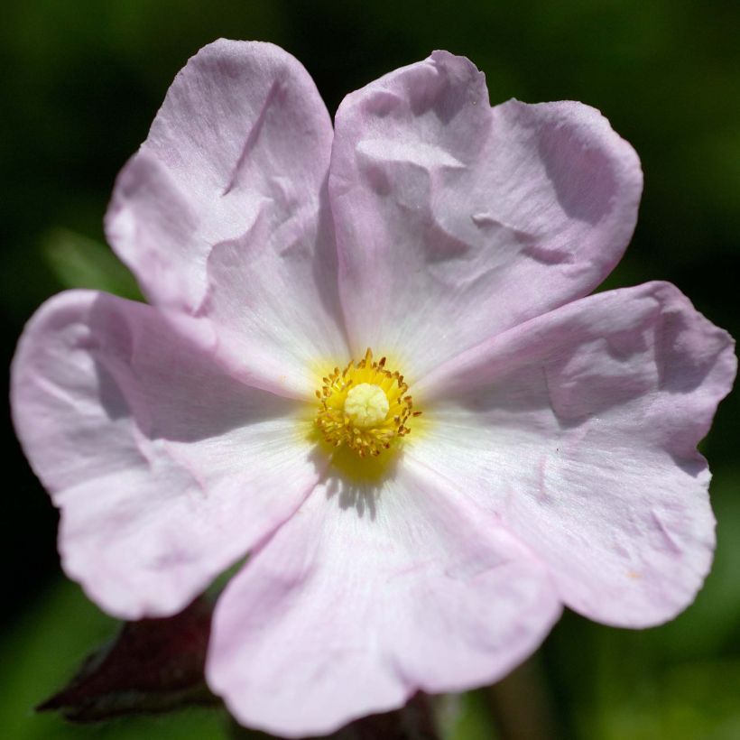 Cistus skanbergii - Ciste (Flowering)
