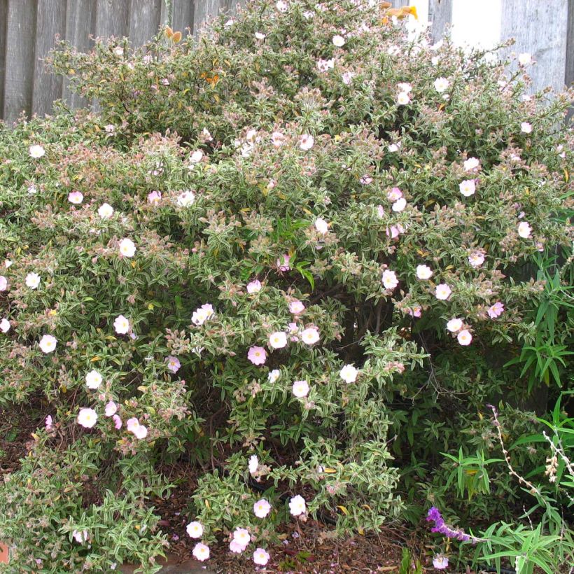Cistus skanbergii - Ciste (Plant habit)
