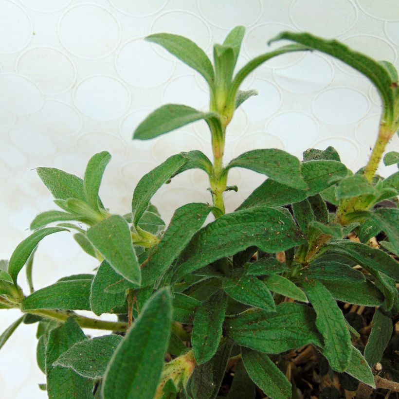 Cistus skanbergii - Ciste (Foliage)