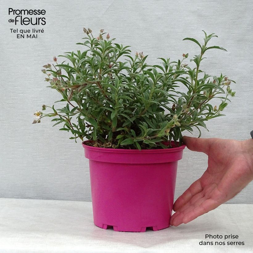 Example of Cistus skanbergii - Ciste Pot de 2L/3L as you get in printemps