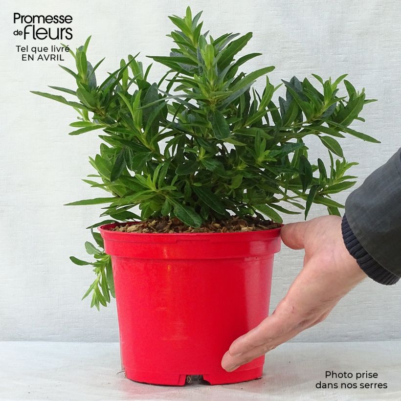 Example of Cistus (x) loretii - Ciste à feuilles étroites Pot de 2L/3L as you get in printemps