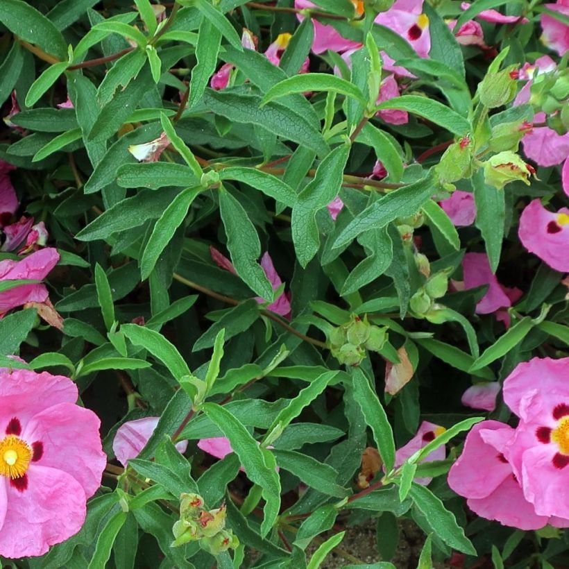 Cistus purpureus Betty Taudevin - Ciste pourpre (Foliage)