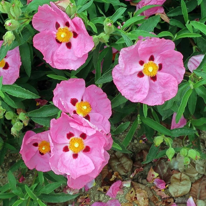 Cistus purpureus Betty Taudevin - Ciste pourpre (Flowering)