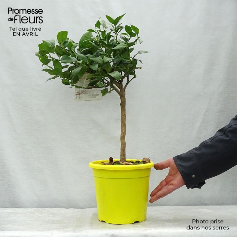 Example of Citron rouge - Citrus Volkameriana ou Rangpur Pot de 4L/5L, 1/4 de tige as you get in printemps