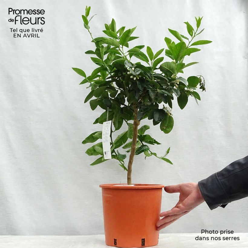 Example of Citron vert - Citrus aurantifolia Pot de 4L/5L, 1/4 de tige as you get in printemps