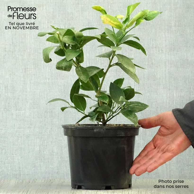 Spécimen de Citron vert - Citrus aurantifolia Mexicana Pot de 2L/3L tel que livré en automne