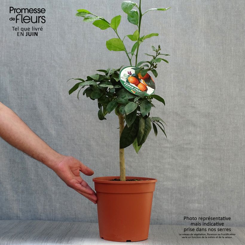Spécimen de Citron vert Red Lime - Citrus aurantifolia Pot de 4L/5L, 1/4 de tige tel que livré en été