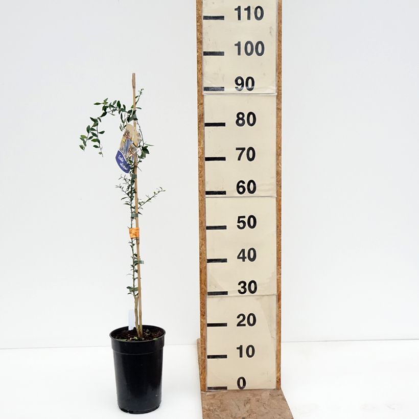 Spécimen de Citron caviar - Microcitrus australasica Pot de 2L/3L, Scion tel que livré en hiver