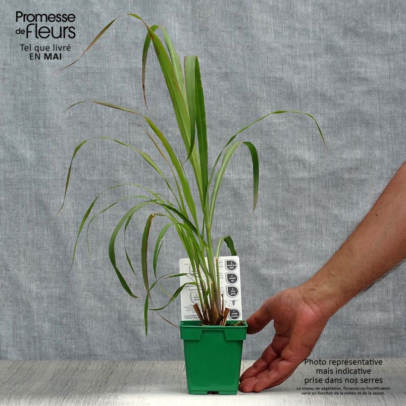 Example of Citronnelle de Madagascar - Cymbopogon citratus en plants Pot de 1L/1,5L as you get in printemps