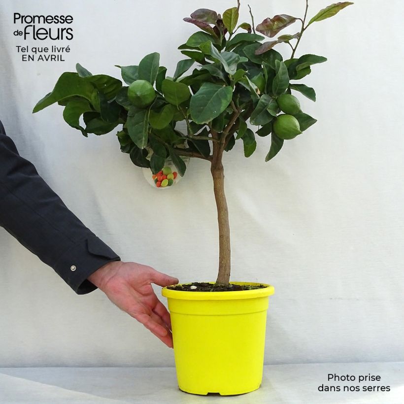 Example of Citronnier - Citrus limon Femminello Carrubaro Pot de 4L/5L, 1/4 de tige as you get in printemps