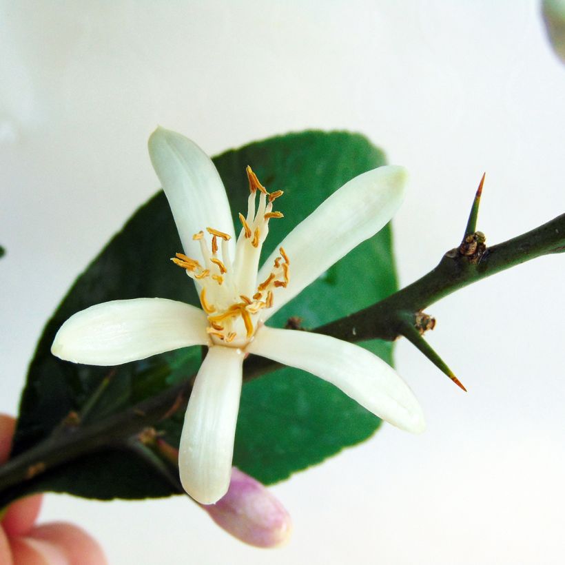 Citronnier des 4 saisons - Citrus limon (Floraison)