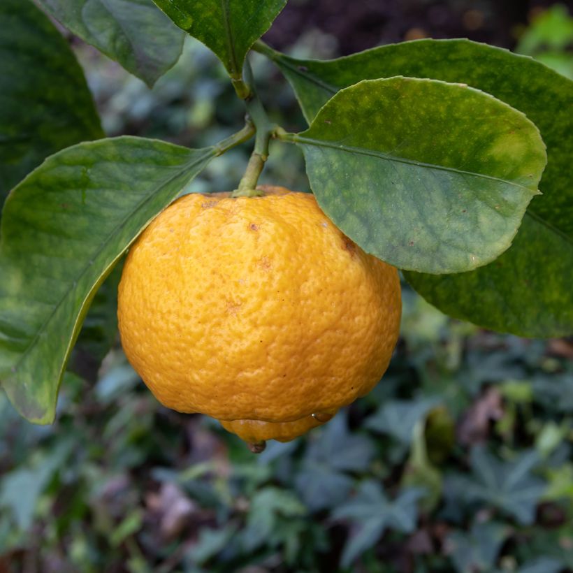 Citronnier doux - Citrus limetta Pursha (Floraison)