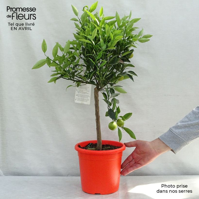 Spécimen de Citrus Kucle - Kumquatine Pot de 4L/5L, 1/4 de tige tel que livré au printemps