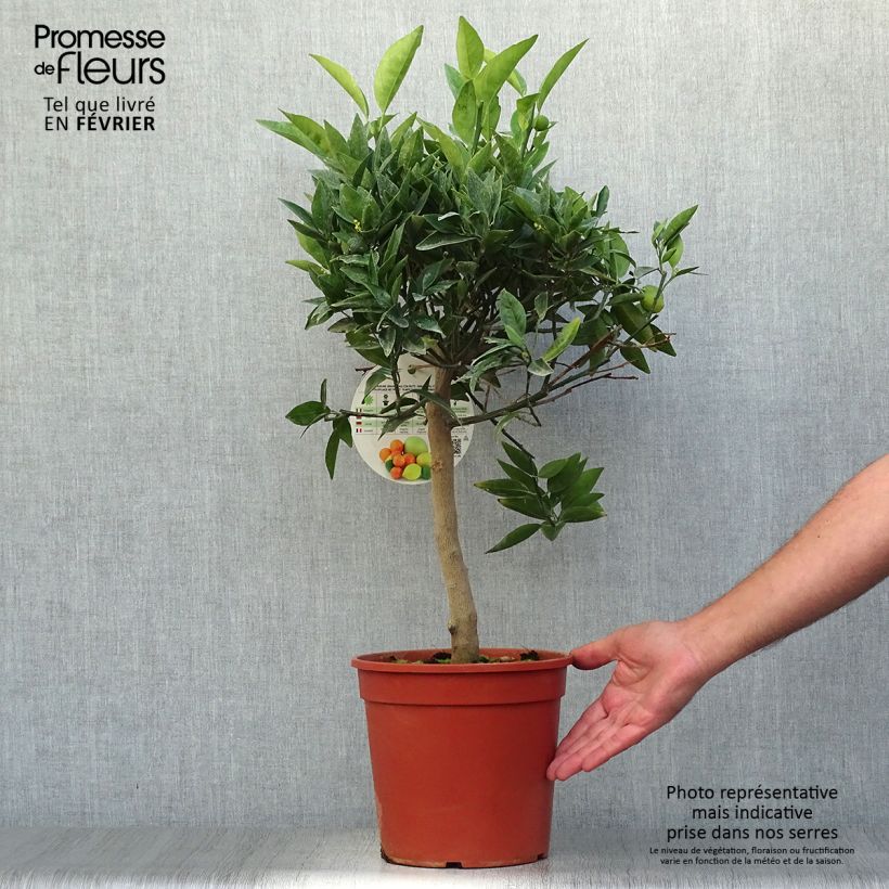 Spécimen de Citrus Kucle - Kumquatine Pot de 4L/5L, 1/4 de tige tel que livré en automne