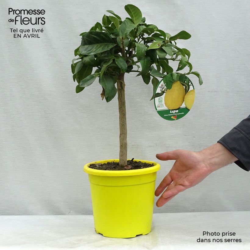 Spécimen de Citrus Lipo - Citrus limon x Citrus paradisi Pot de 4L/5L, 1/4 de tige tel que livré au printemps