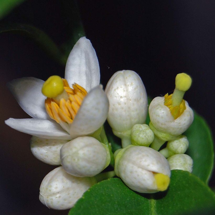 Citron vert - Citrus aurantifolia (Flowering)