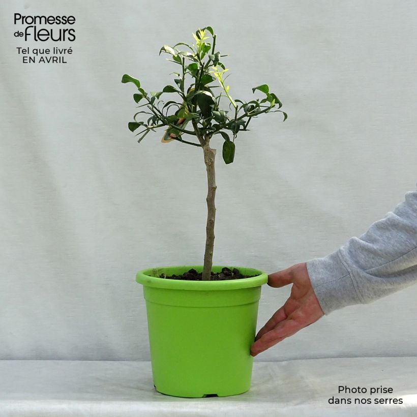 Example of Citrus ichangensis - Ichang Papeda  Pot de 3L/4L, Touffe as you get in printemps