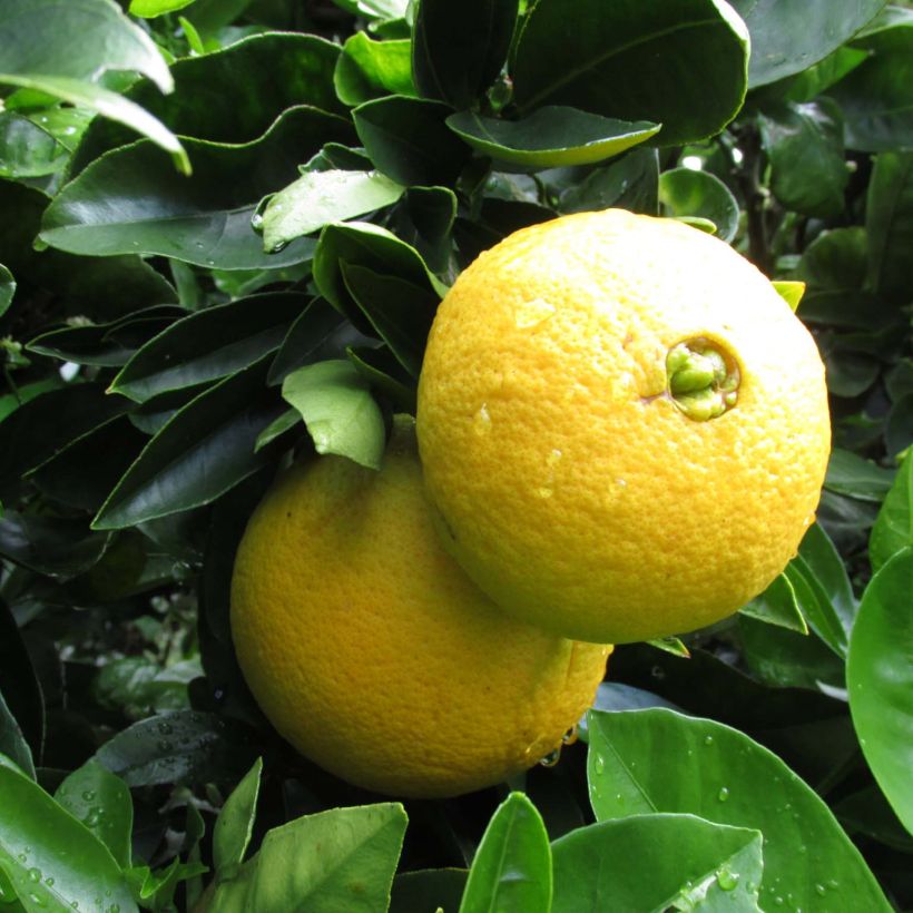 Oranger - Citrus sinensis Washington Navel  (Harvest)