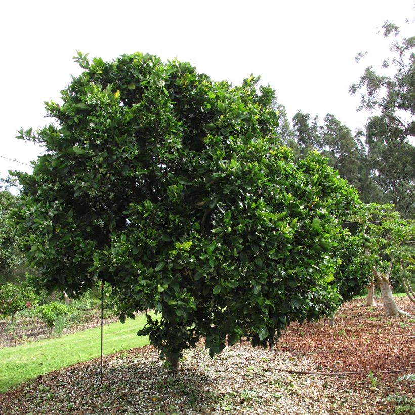Oranger - Citrus sinensis Washington Navel  (Plant habit)