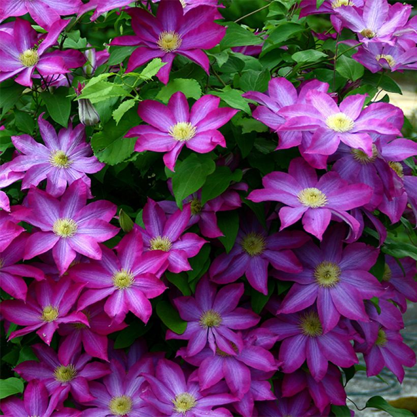 Clématite - Clematis Kakio (Pink Champagne) (Flowering)