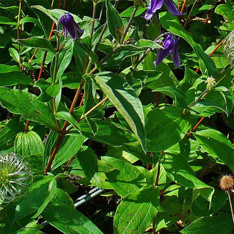 Clématite - Clematis integrifolia (Foliage)