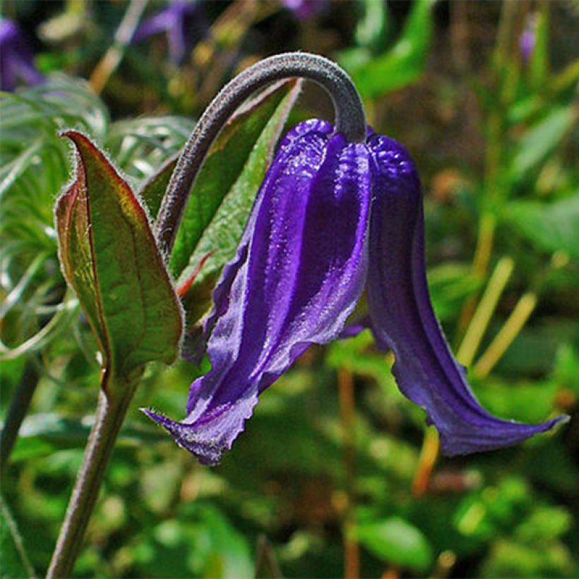 Clématite - Clematis integrifolia (Flowering)