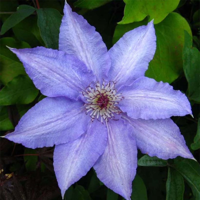 Clématite - Clematis Alice Fisk (Flowering)