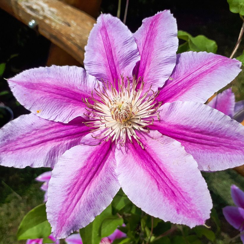 Clématite - Clematis Docteur Ruppel (Flowering)