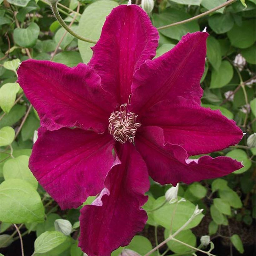 Clématite - Clematis Ernest Marckham (Flowering)