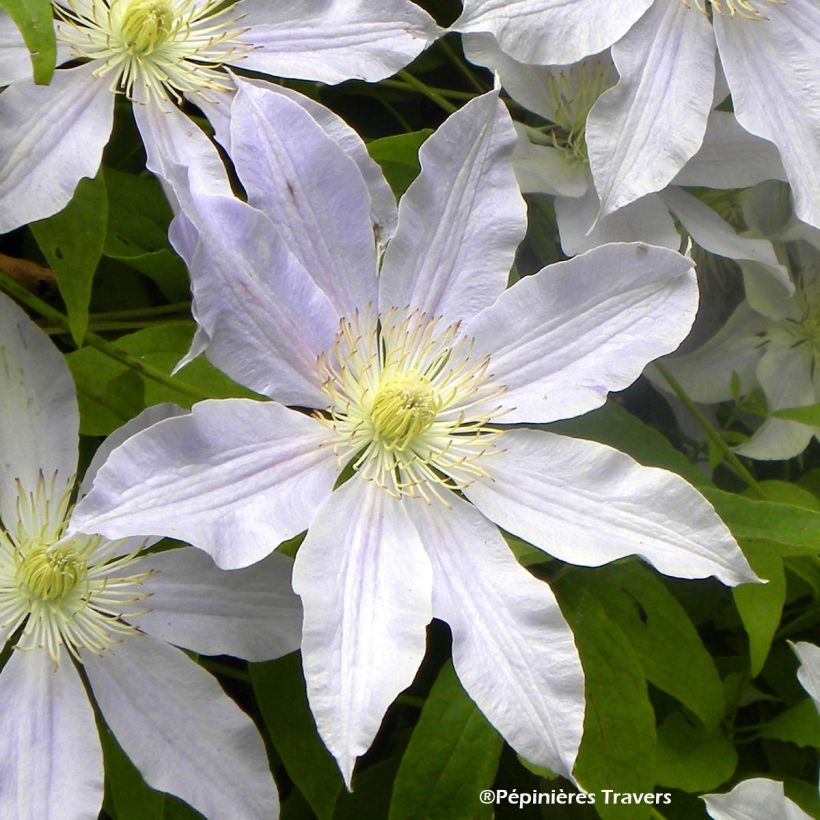 Clématite - Clematis Etoile Nacrée (Flowering)