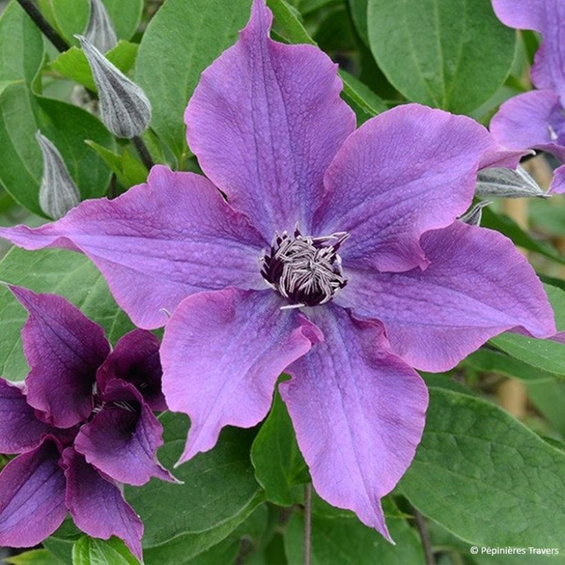 Clématite - Clematis Guiding Promise (Flowering)