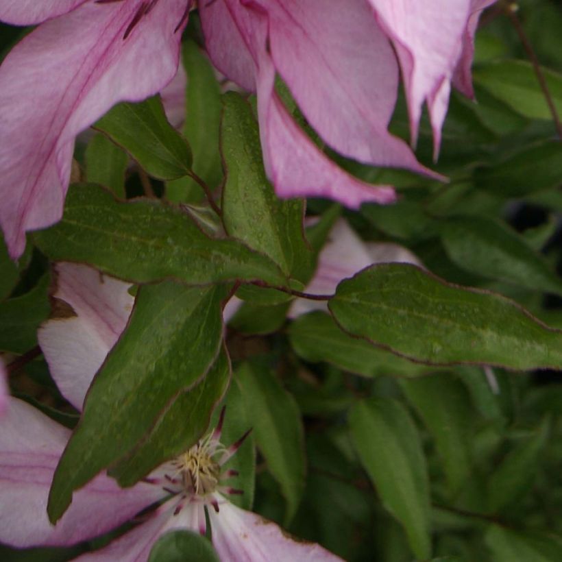 Clématite - Clematis Isabella (Foliage)