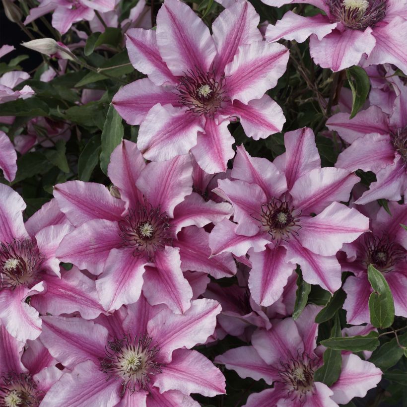 Clématite - Clematis Isabella (Flowering)