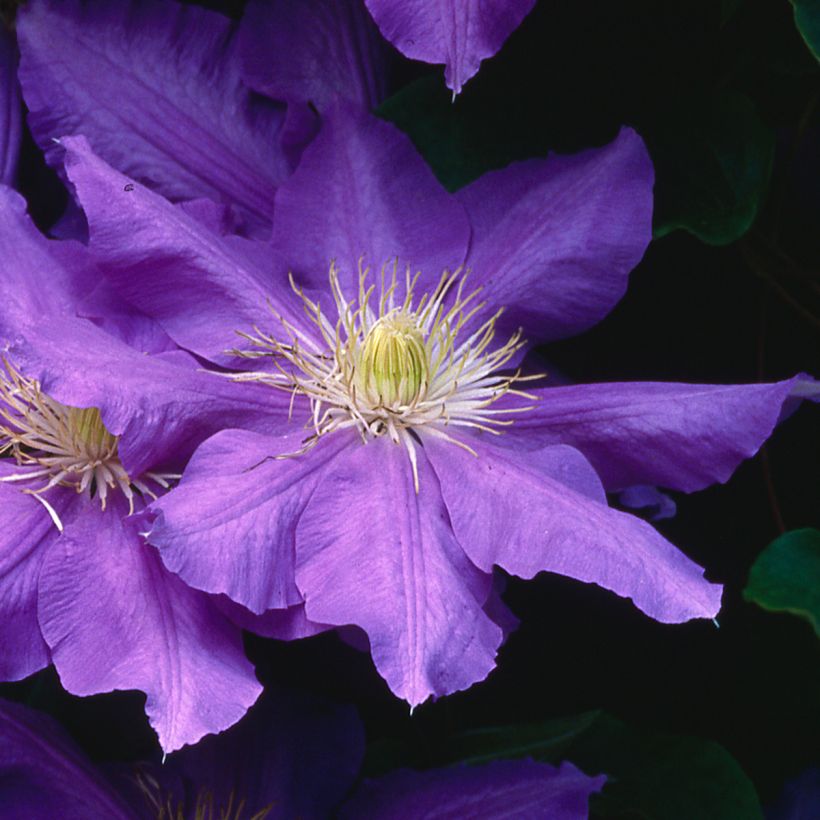Clématite - Clematis Lasurstern (Flowering)