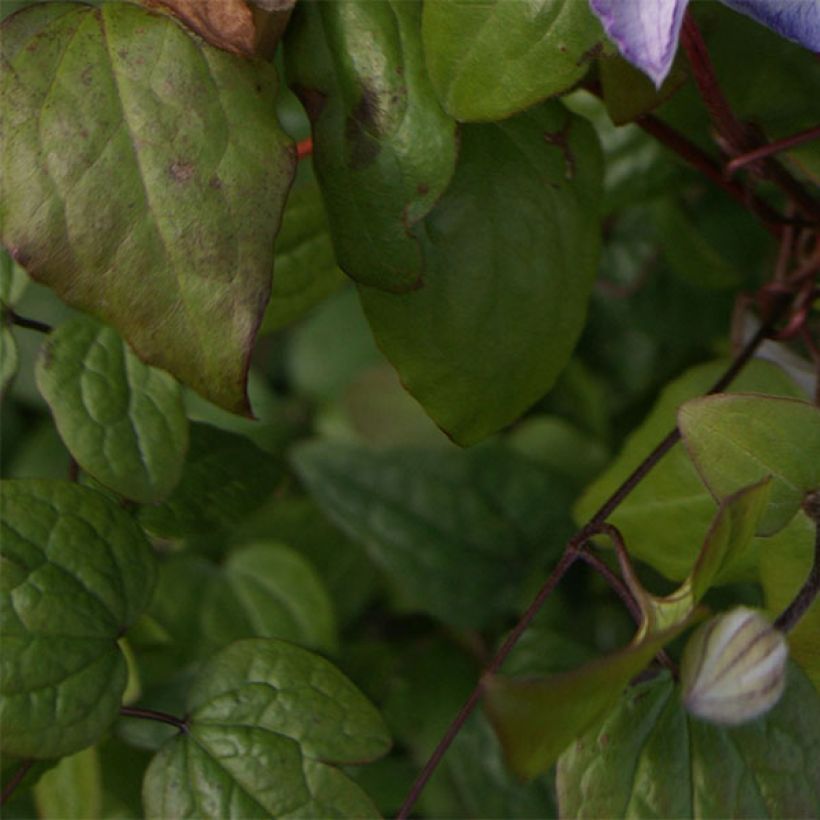 Clématite - Clematis Lucky Charm (Foliage)