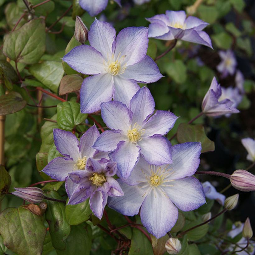 Clématite - Clematis Lucky Charm (Flowering)