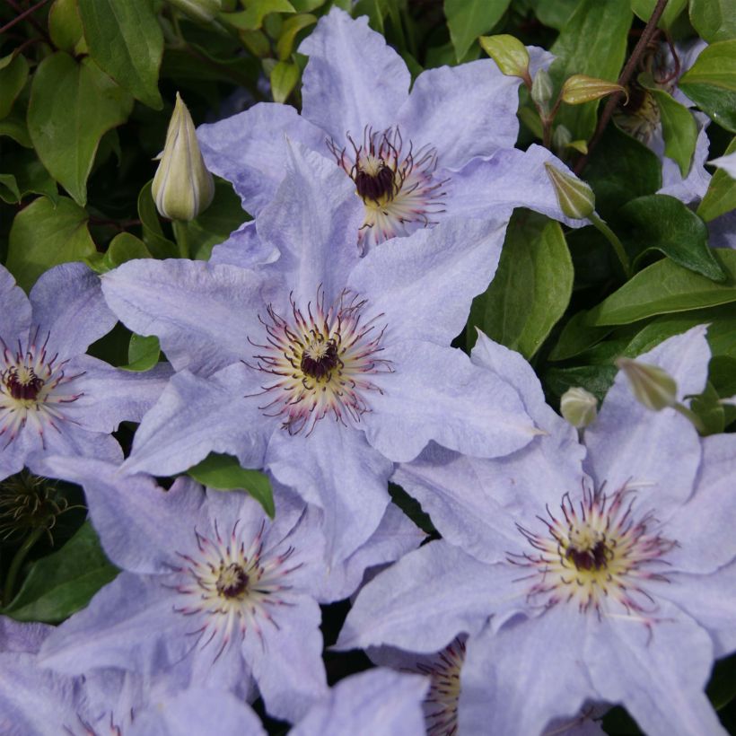 Clématite -Clematis Myosotis (Flowering)