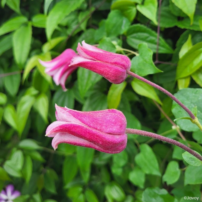 Clématite - Clematis texensis Notre-Dame de Paris (Flowering)