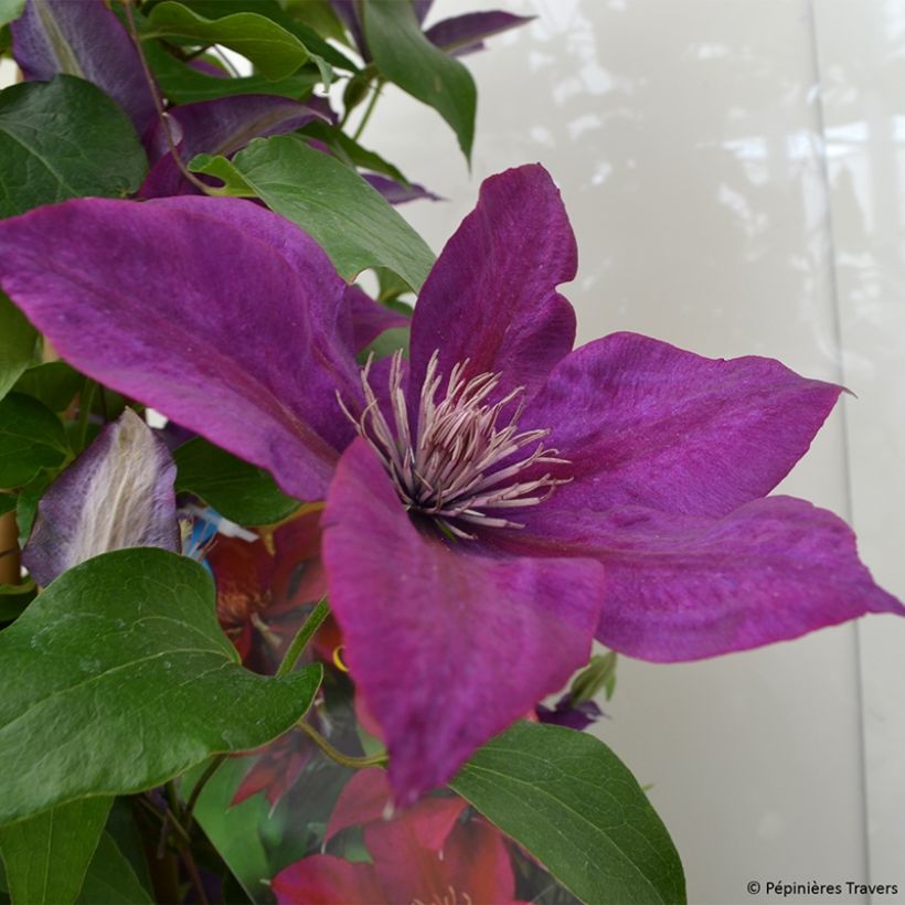 Clématite - Clematis Picardy (Flowering)