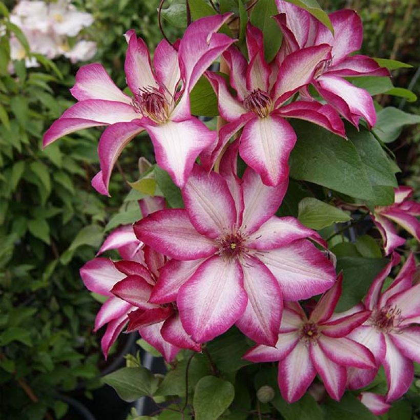 Clématite - Clematis Picotee (Plant habit)