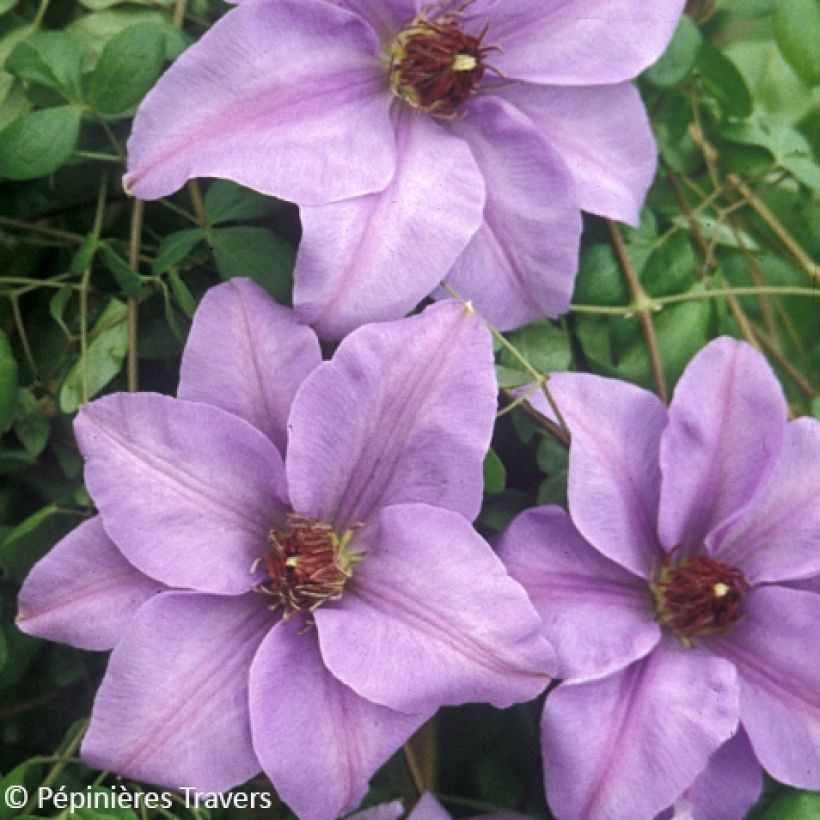 Clématite - Clematis Ramona (Floraison)