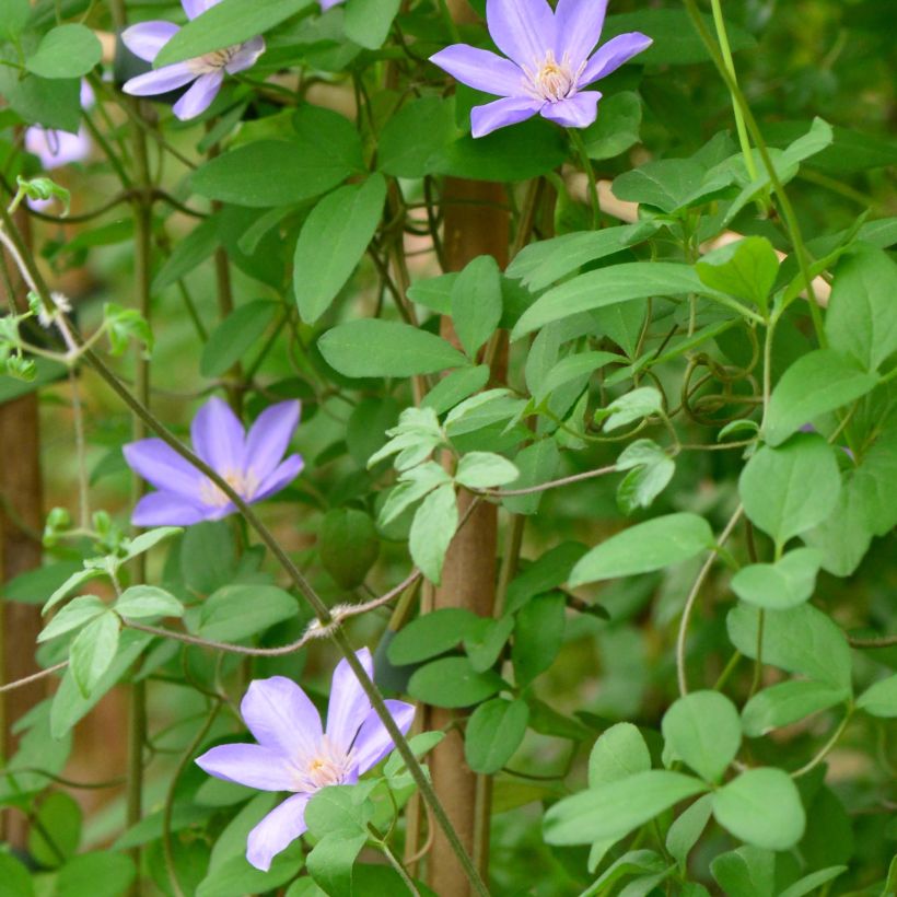 Clématite - Clematis Sugar Sweet (Scented Clem) (Foliage)