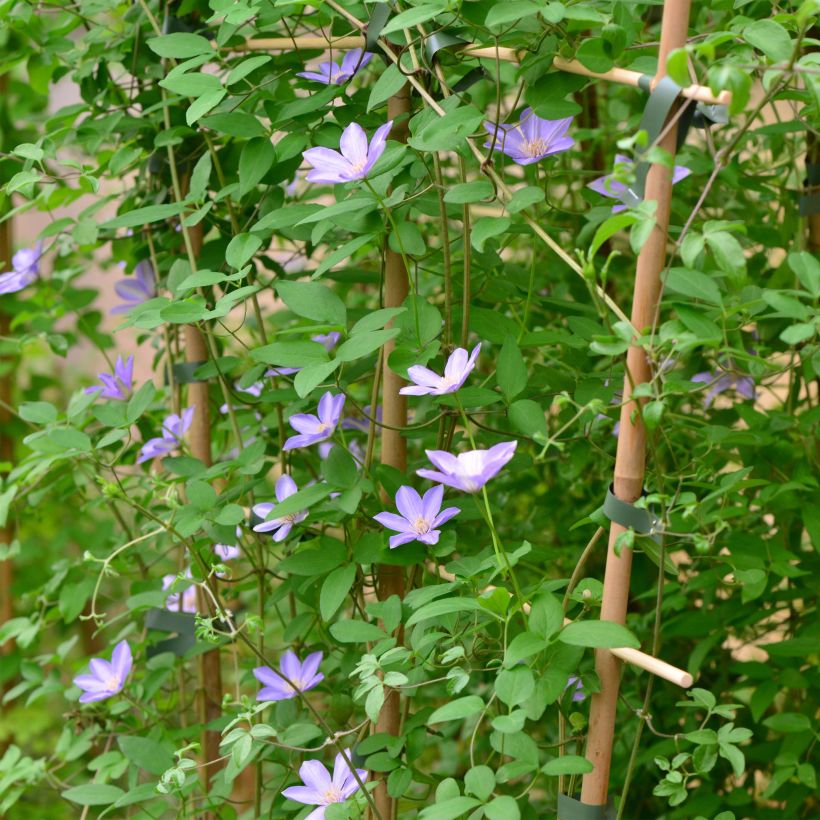Clématite - Clematis Sugar Sweet (Scented Clem) (Plant habit)