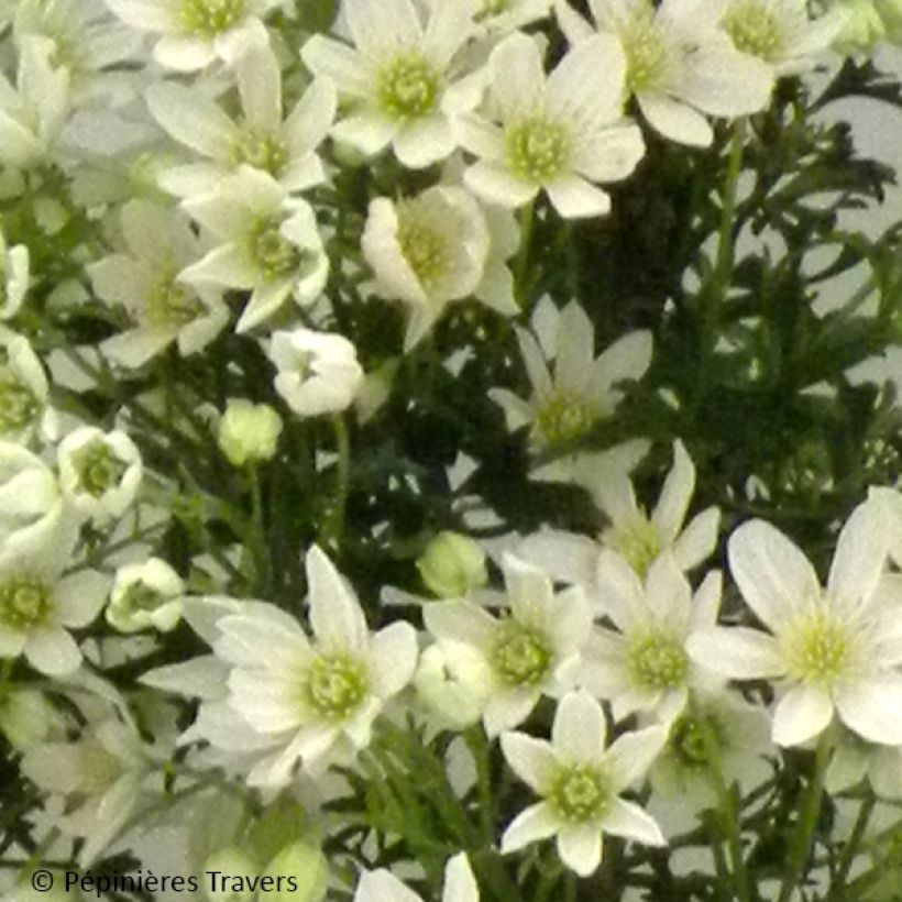 Clématite - Clematis Tai Yang  (Floraison)
